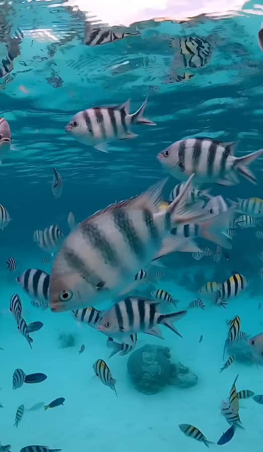 Snorkeling and swimming with dolphins in mnemba island - Snorkeling Among Coral and Tropical Fish