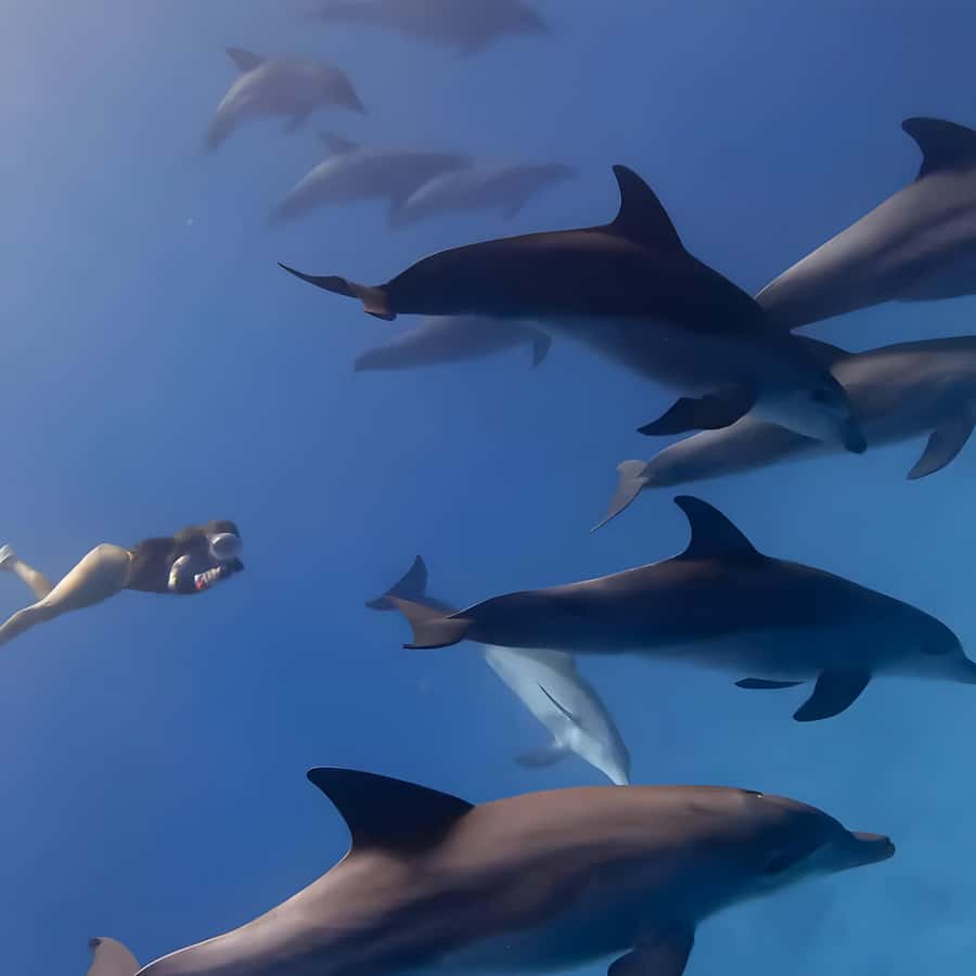 Snorkeling and swimming with dolphins in mnemba island - The Sandbank Stop and Fresh Fruit Break