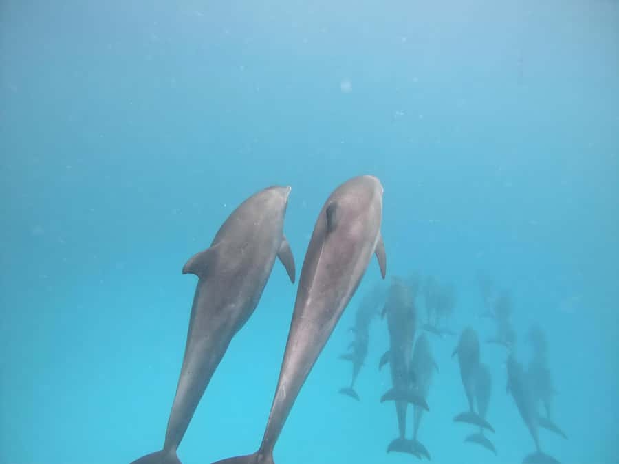 Snorkeling and swimming with dolphins in mnemba island - Timing, Crowds, and the Case for an Early Start