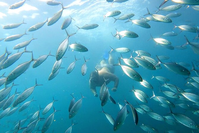 Snorkeling and whale watching Tour in Cabo - Whale and dolphin watching adds a welcome wildcard