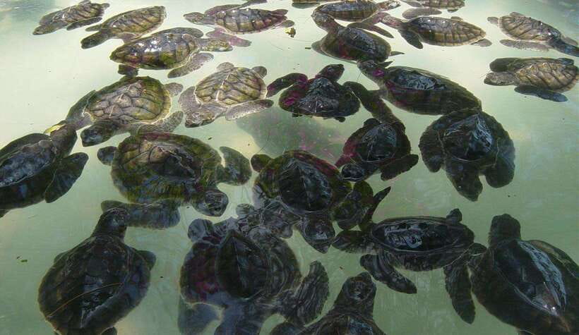 Snorkeling around 3 island & turtle sanctuary - The underwater statue sets the tone