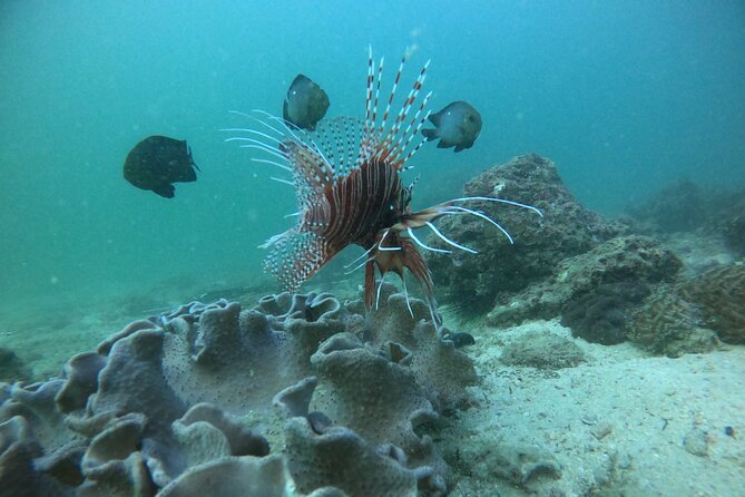 Snorkeling at Dimaniyat Islands and Dolphin Watching - Passing Al Alam Palace on the coastal route