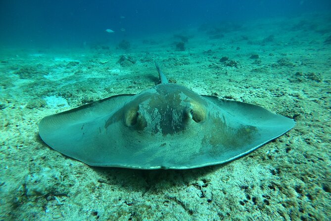 Snorkeling at Dimaniyat Islands and Dolphin Watching - What the $87 price really includes