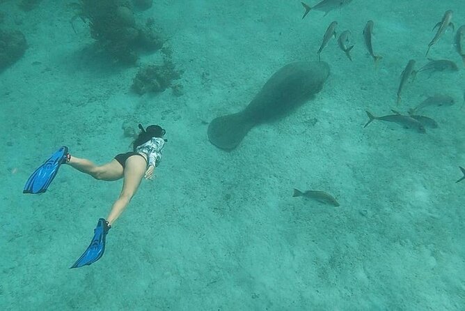Snorkeling at Hol Chan Marine Reserve and Shark Ray Alley - Key points to know before booking