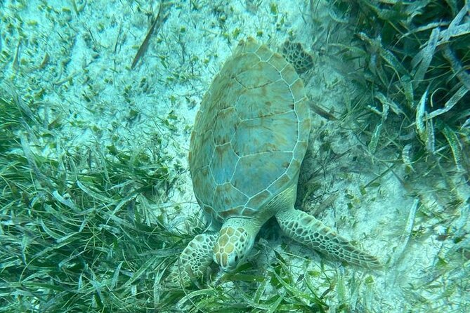 Snorkeling at Hol Chan Marine Reserve and Shark Ray Alley - Timing, departures, and the possible third stop