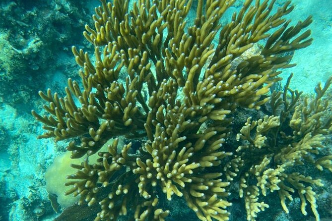 Snorkeling at Hol Chan Marine Reserve and Shark Ray Alley - Who will enjoy this trip most