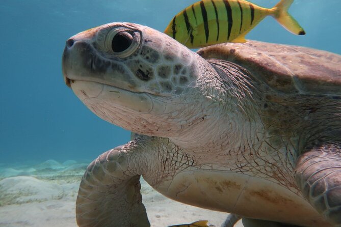 Snorkeling Boat Trip with Dugongs and Turtles in Marsa Alam - The final reef stop and its limits