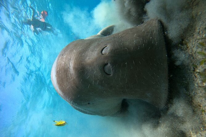 Snorkeling Boat Trip with Dugongs and Turtles in Marsa Alam - Who will enjoy this day most