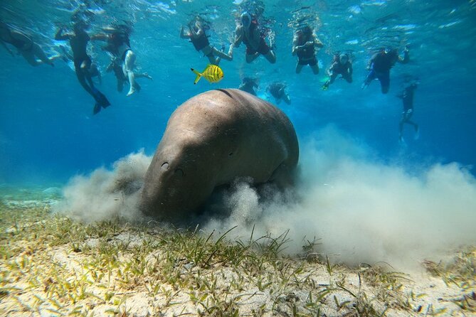 Snorkeling Boat Trip with Dugongs and Turtles in Marsa Alam - Looking for dugongs in the first snorkeling session