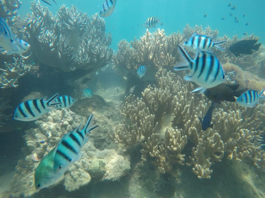 Snorkeling Cham Island: Snorkeling Tour by Speed Boat - The main strengths and weak points