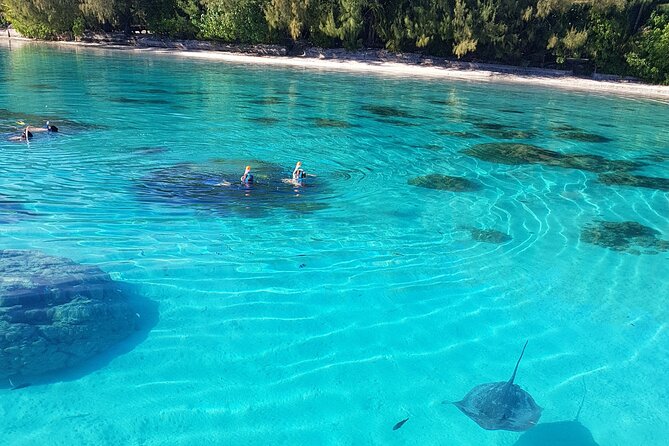 Snorkeling excursion, discovery of the lagoon, small group. - Should you book Alex Lagoon Tours Moorea?