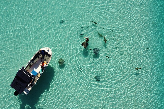 Snorkeling excursion, discovery of the lagoon, small group. - Snacks, water, and the return to shore