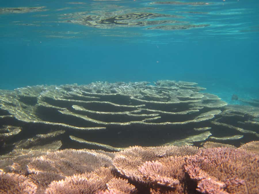 Snorkeling Excursion in Blue Bay Marine Park - Weather Makes a Real Difference
