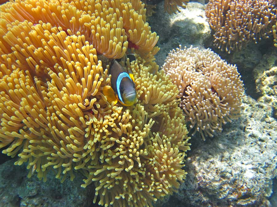 Snorkeling Excursion in Blue Bay Marine Park - Practical Details Before You Book