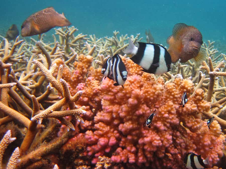 Snorkeling Excursion in Blue Bay Marine Park - Should You Book the Blue Bay Snorkeling Excursion?