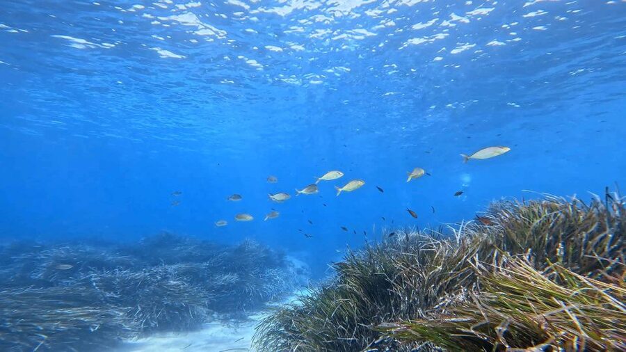 Snorkeling guided tour in beautiful Marathopoli - Key points at a glance