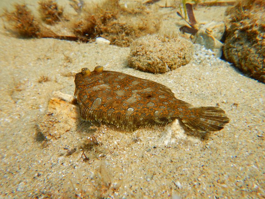 Snorkeling guided tour in beautiful Marathopoli - Booking details worth knowing