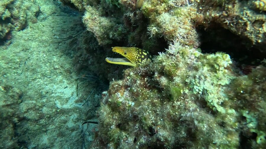 Snorkeling guided tour in beautiful Marathopoli - One hour over the Home Reef