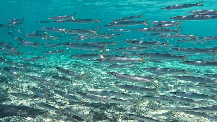 Snorkeling guided tour in beautiful Marathopoli - Who should book this reef tour