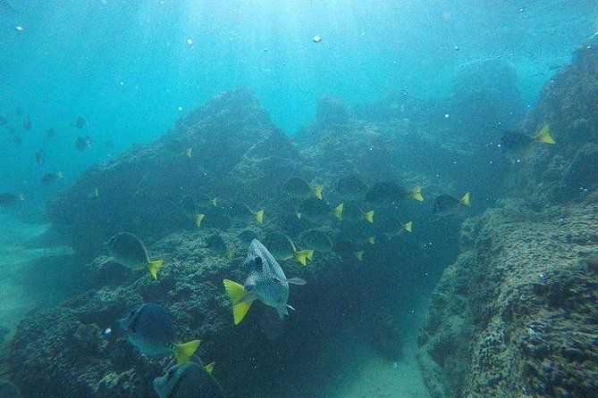 Snorkeling in Cabo San Lucas on 35' Sea Amore Trimaran - Practical details that affect your day