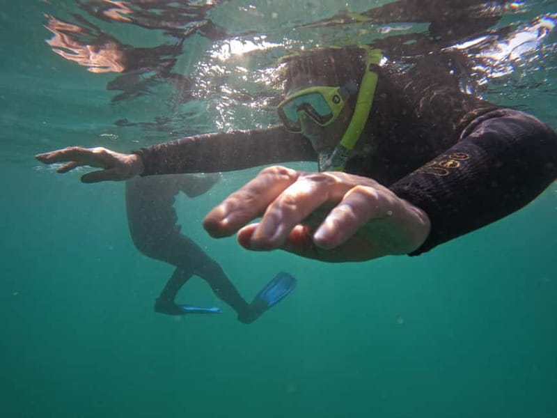 Snorkeling in tenerife south: Discover the underwater world - Key points at a glance