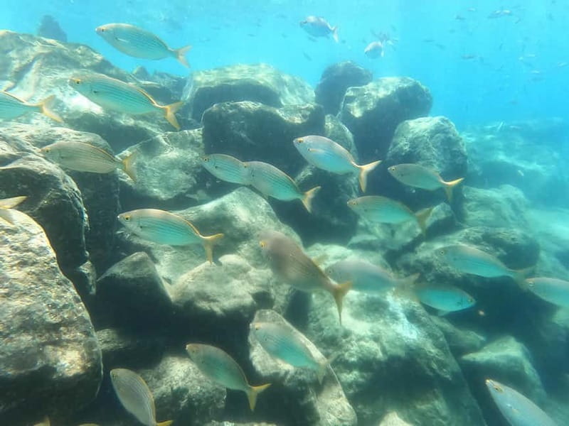 Snorkeling in tenerife south: Discover the underwater world - Choosing the snorkeling site by sea conditions
