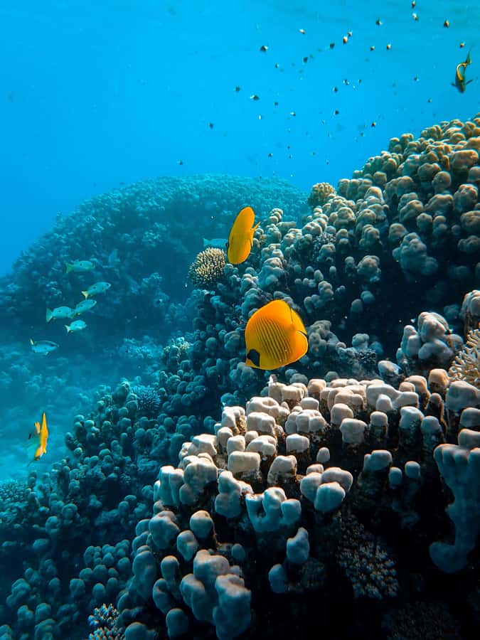 Snorkeling in The Red Sea With Equipment And Free Transfer - Aqaba’s Red Sea, coral, fish, and sunken equipment