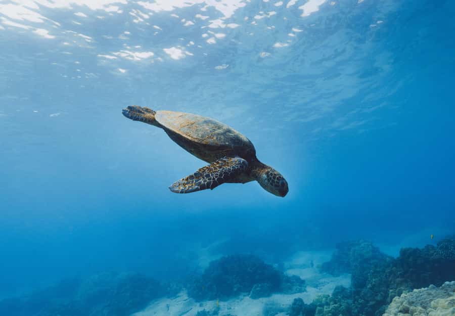 Snorkeling in The Red Sea With Equipment And Free Transfer - The guides make the biggest difference