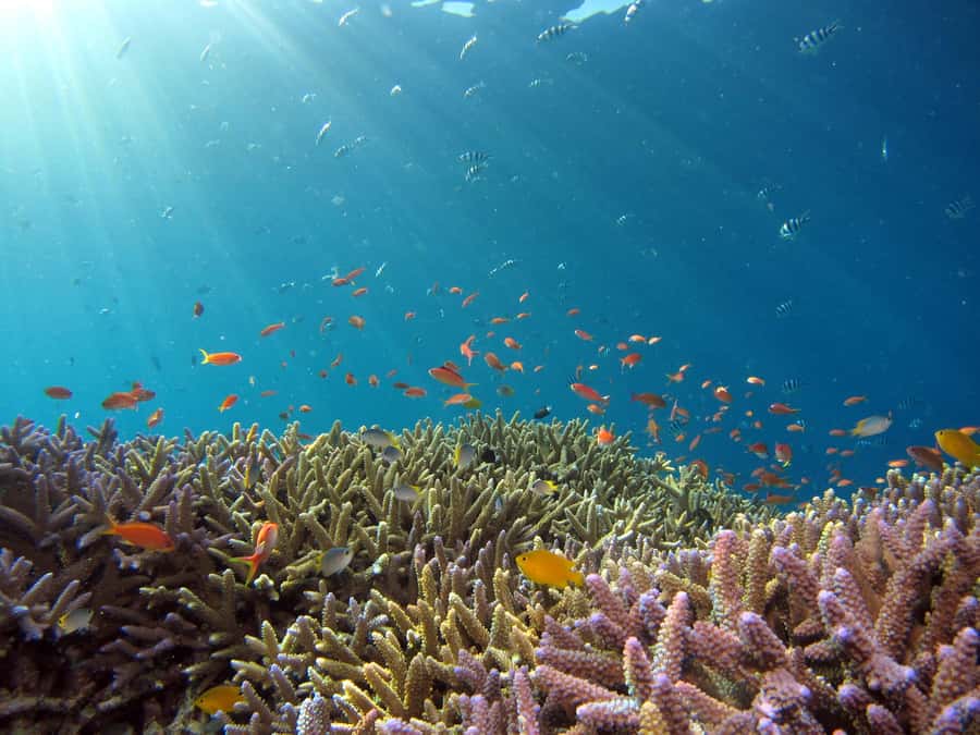Snorkeling in The Red Sea With Equipment And Free Transfer - Who will enjoy this Aqaba outing?