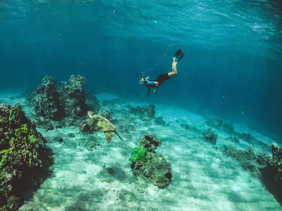 Snorkeling in The Red Sea With Equipment And Free Transfer - FAQ