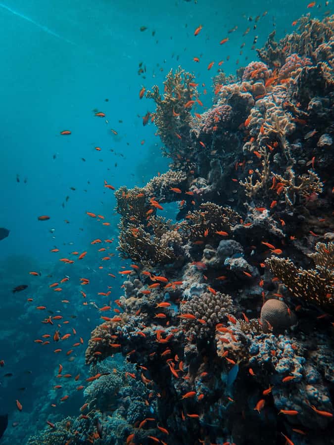 Snorkeling in The Red Sea With Equipment And Free Transfer - What happens from pickup to return