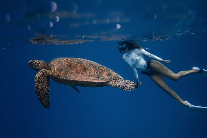 Snorkeling Open Ocean Wildlife Safari in Los Cabos with Photos Included - What makes this Cabo safari different