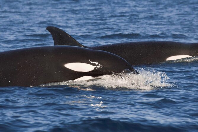 Snorkeling Open Ocean Wildlife Safari in Los Cabos with Photos Included - Cabo’s famous sights on the way out