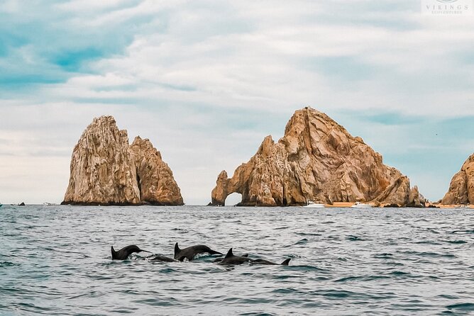 Snorkeling Open Ocean Wildlife Safari in Los Cabos with Photos Included - Searching the open Pacific for pelagic wildlife