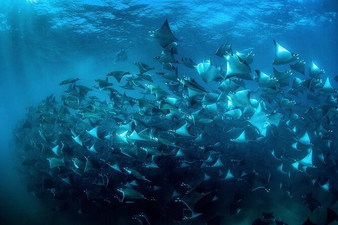 Snorkeling Open Ocean Wildlife Safari in Los Cabos with Photos Included - Getting in the water with wild animals