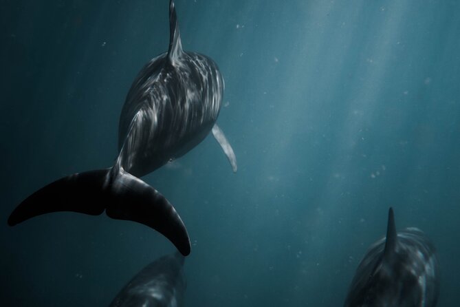 Snorkeling Open Ocean Wildlife Safari in Los Cabos with Photos Included - Photos, snacks, and what you need to bring