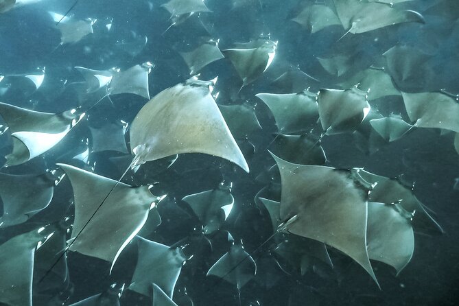 Snorkeling Open Ocean Wildlife Safari in Los Cabos with Photos Included - Is $145 a fair price?