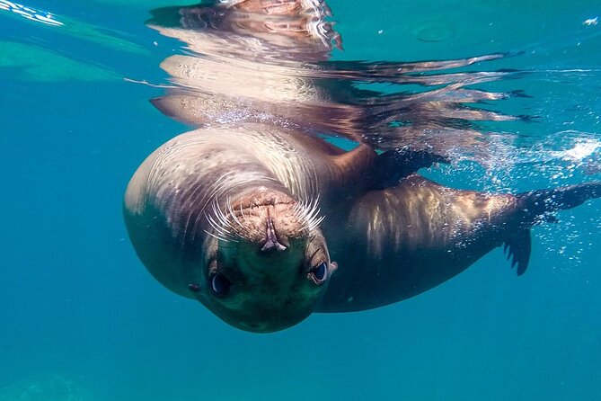 Snorkeling Open Ocean Wildlife Safari in Los Cabos with Photos Included - The 8:00 a.m. start at Marina de Cabo San Lucas