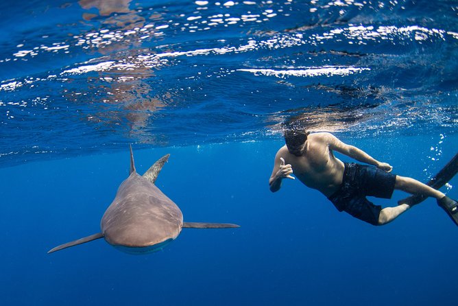Snorkeling or Swimming with Sharks in Cabo San Lucas - Why this Cabo shark trip is different