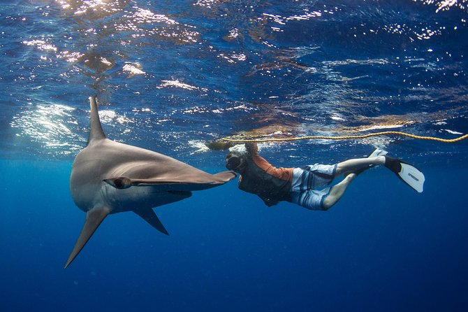 Snorkeling or Swimming with Sharks in Cabo San Lucas - Meeting at Cabo San Lucas Marina