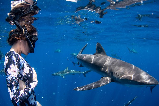 Snorkeling or Swimming with Sharks in Cabo San Lucas - The shark briefing and safety routine