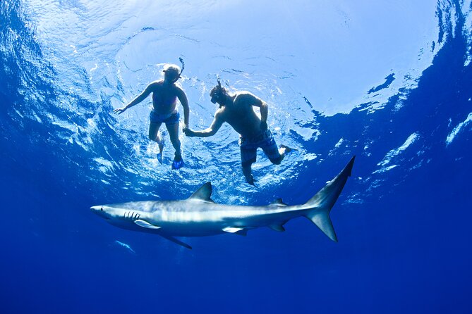 Snorkeling or Swimming with Sharks in Cabo San Lucas - What it feels like in the water