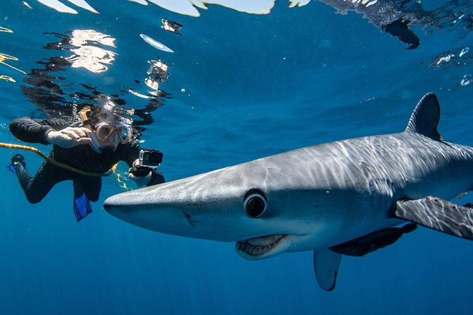 Snorkeling or Swimming with Sharks in Cabo San Lucas - Photos, snacks, and what comes with the price