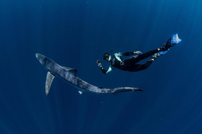 Snorkeling or Swimming with Sharks in Cabo San Lucas - How to prepare for four hours on the Sea of Cortez