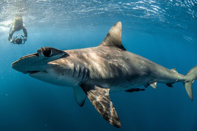 Snorkeling or Swimming with Sharks in Cabo San Lucas - Who will enjoy this experience most