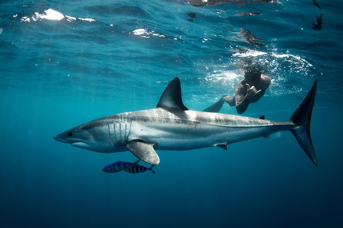 Snorkeling or Swimming with Sharks in Cabo San Lucas - The ride past El Arco and the sea lion colony
