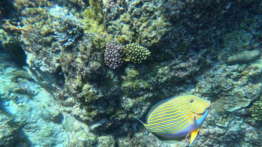 Snorkeling St-Pierre Marine Park and Anse Petite Cour - Key points to know before booking