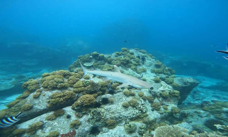 Snorkeling St-Pierre Marine Park and Anse Petite Cour - Who will enjoy this trip most