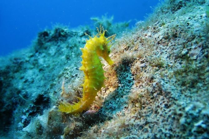 Snorkeling Tour Coast to Coast Taormina and Isola Bella - Key points to know before you book