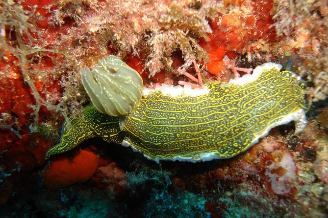 Snorkeling Tour Coast to Coast Taormina and Isola Bella - A second bay changes the underwater view